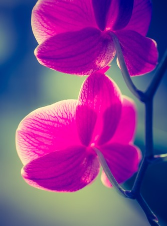 Vintage photo of pink orchid flowers. Beautiful exotic flower in photo with old fashioned colorsの写真素材