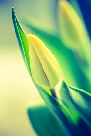 Vintage photo of yellow tulip flower. Beautiful springtime flower bouquetの写真素材