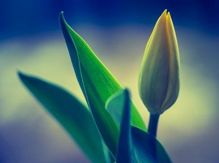 Vintage photo of yellow tulip flower. Beautiful springtime flower bouquetの写真素材
