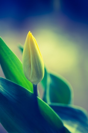 Vintage photo of yellow tulip flower. Beautiful springtime flower bouquetの写真素材