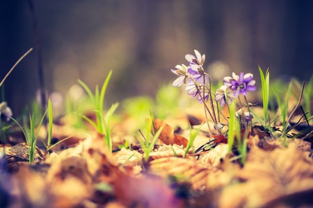 Vintage photo of liverworts flowers blooming in springtime forest. Close up of wildflowers.の写真素材