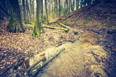 Vintage photo of wetlands at springtime. Green wetlands with dead trees trunk photographed in springの写真素材