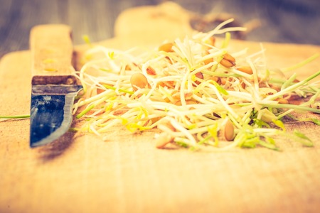 Vintage photo of fresh lentil and wheat sprouts on cutting boardの写真素材