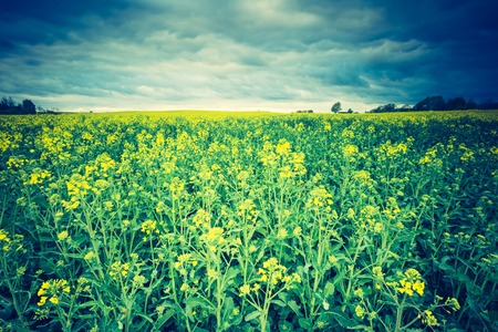 Vintage photo of blooming rapeseed field at sunrise. Beautiful agricultural landscape of calm countryside in springtime.の写真素材