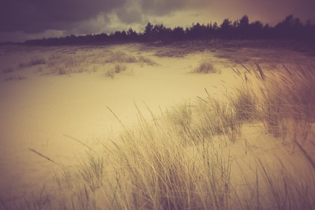 Vintage photo of beautiful sea shore with wild grass and shore plants. Baltic sea coast.の写真素材
