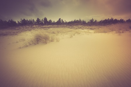 Vintage photo of beautiful sea shore with wild grass and shore plants. Baltic sea coast.の写真素材