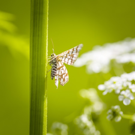 Beautiful butterfly sitting on grass leaf. Macro of butterfly, useful as abckground