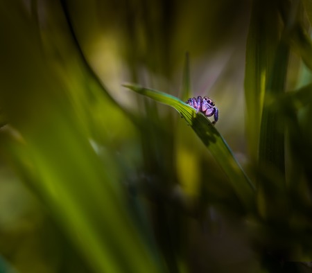 Jumping spider (Salticus scenicus) portrait. Beautiful small spider sitting on grassの写真素材