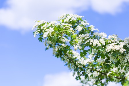 Blooming bush of hawthorn on blue sky. Beautiful white springtime blooming treeの写真素材