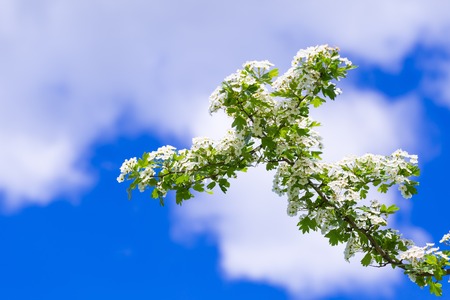 Blooming bush of hawthorn on blue sky. Beautiful white springtime blooming treeの写真素材