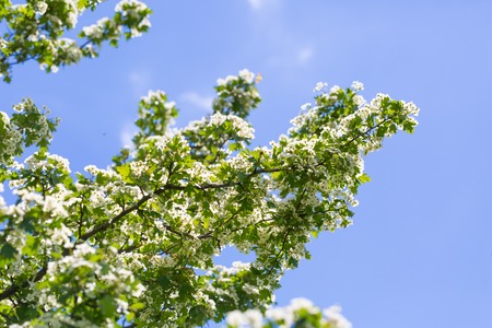 Blooming bush of hawthorn. Beautiful white springtime blooming treeの写真素材