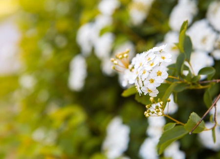 Beautiful blooming white flowers of spirea. White springtime flowers