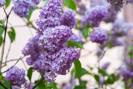 Beautiful blooming lilac flowers. Violet springtime flowers.の写真素材