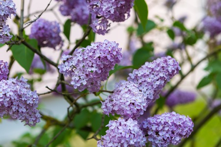 Beautiful blooming lilac flowers. Violet springtime flowers.の写真素材