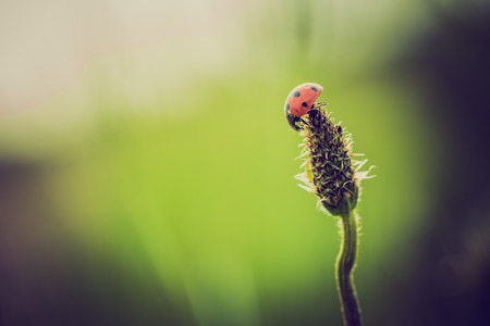 Vintage photo of ladybug on grassの写真素材