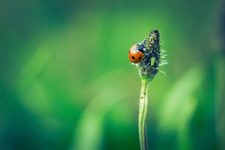 Vintage photo of ladybug on grassの写真素材