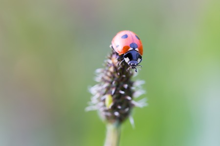 Vintage photo of ladybug on grassの写真素材