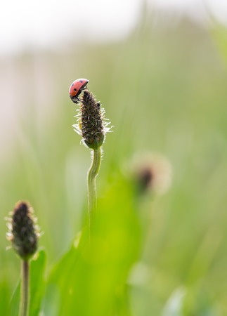 Vintage photo of ladybug on grass