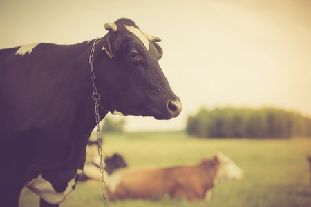 Vintage portrait of cow on pasture. Animal face photo photographed in outdoorの写真素材