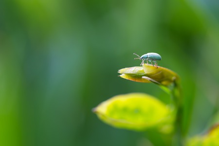Close up of beetle sitting on plant. Beautiful natural macro of insect.