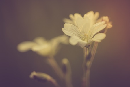 Vintage photo of white chickweed flowers in close up. Beautiful old fashioned flower macroの写真素材