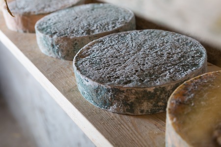 Goat cheese maturing in basement. Studio shoot with mystic light efect.