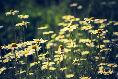 Vintage photo of beautiful camomile flowers growing and blooming in nature. Macro shoot.の写真素材