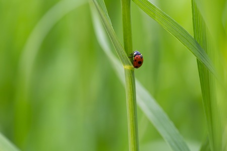 Beautiful macro shoot of ladybug sitting on grass leaf.の写真素材
