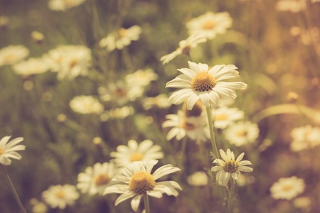Vintage photo of beautiful camomile flowers growing and blooming in nature. Macro shoot.の写真素材