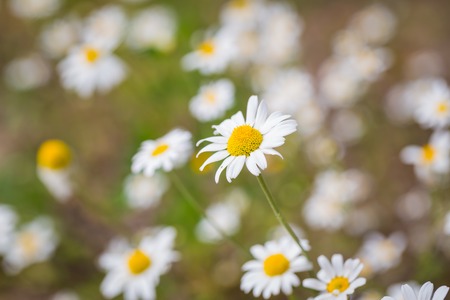 Beautiful camomile flowers growing and blooming in nature. Macro shoot.の写真素材
