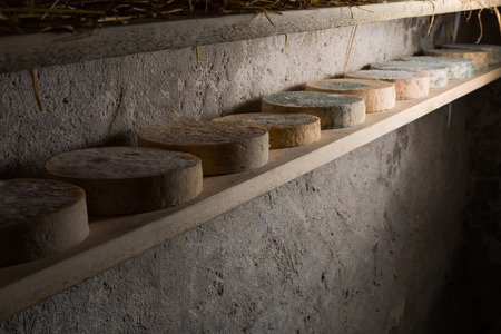 Goat cheese maturing in basement. Studio shoot with mystic light efect.