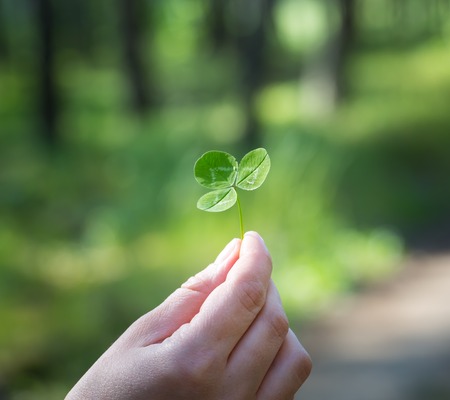 Woman's hand holding clover leaf with blurred forest .の写真素材