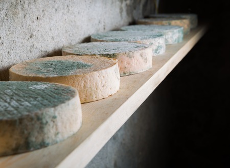 Goat cheese maturing in basement. Studio shoot with mystic light efect.