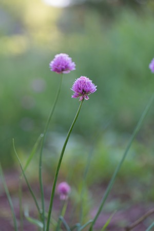 Beautiful flowers of chives photographed in garden. Pink flowers of onion.の写真素材
