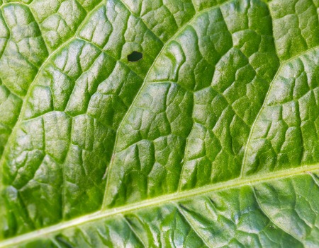 Close up of green leaf surface, texture useful as background.の写真素材