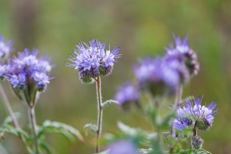 Beautiful blooming phacelia flowers. Close up of blue flowers