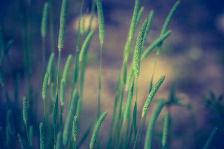 Vintage photo of grass ears. Beautiful wild grass blooming in summerの写真素材
