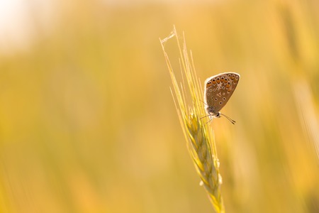 Beautiful wild colorful butterfly resting on plant. Insect macro.