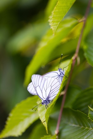 Beautiful wild colorful butterflies mating on plant. Insect macro.の写真素材