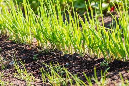 Green chive growing in ecologic garden. Close up of edible plants.の写真素材