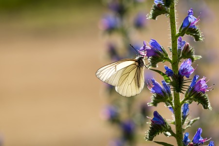Beautiful wild colorful butterfly resting on plant. Insect macro.の写真素材