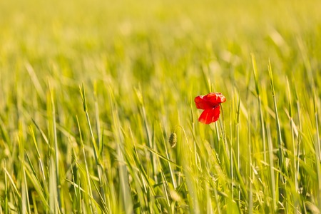 Poppy flower growing on cereal field. Single flower on fieldの写真素材