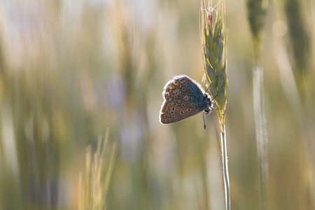 Beautiful wild colorful butterfly resting on plant. Insect macro.の写真素材