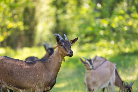Herd of goats on pasture. Farm animal photographed on pasture in morning lightの写真素材