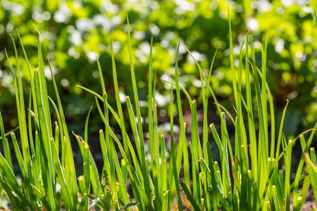 Green chive growing in ecologic garden. Close up of edible plants.の写真素材