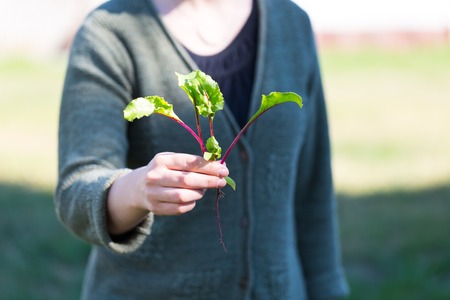 Woman hands with just picked young beetroot. Natural ecologic garden vegetables.の写真素材