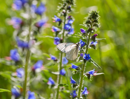 Beautiful wild colorful butterfly resting on plant. Insect macro.の写真素材