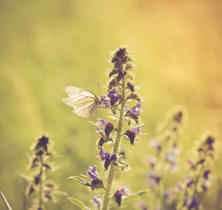 Vintage photo of beautiful butterfly sitting on plant. european insect photographed in natureの写真素材