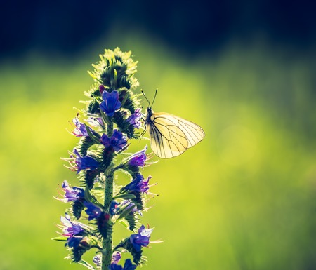 Vintage photo of beautiful butterfly sitting on plant. european insect photographed in natureの写真素材