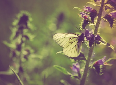 Vintage photo of beautiful butterfly sitting on plant. european insect photographed in natureの写真素材